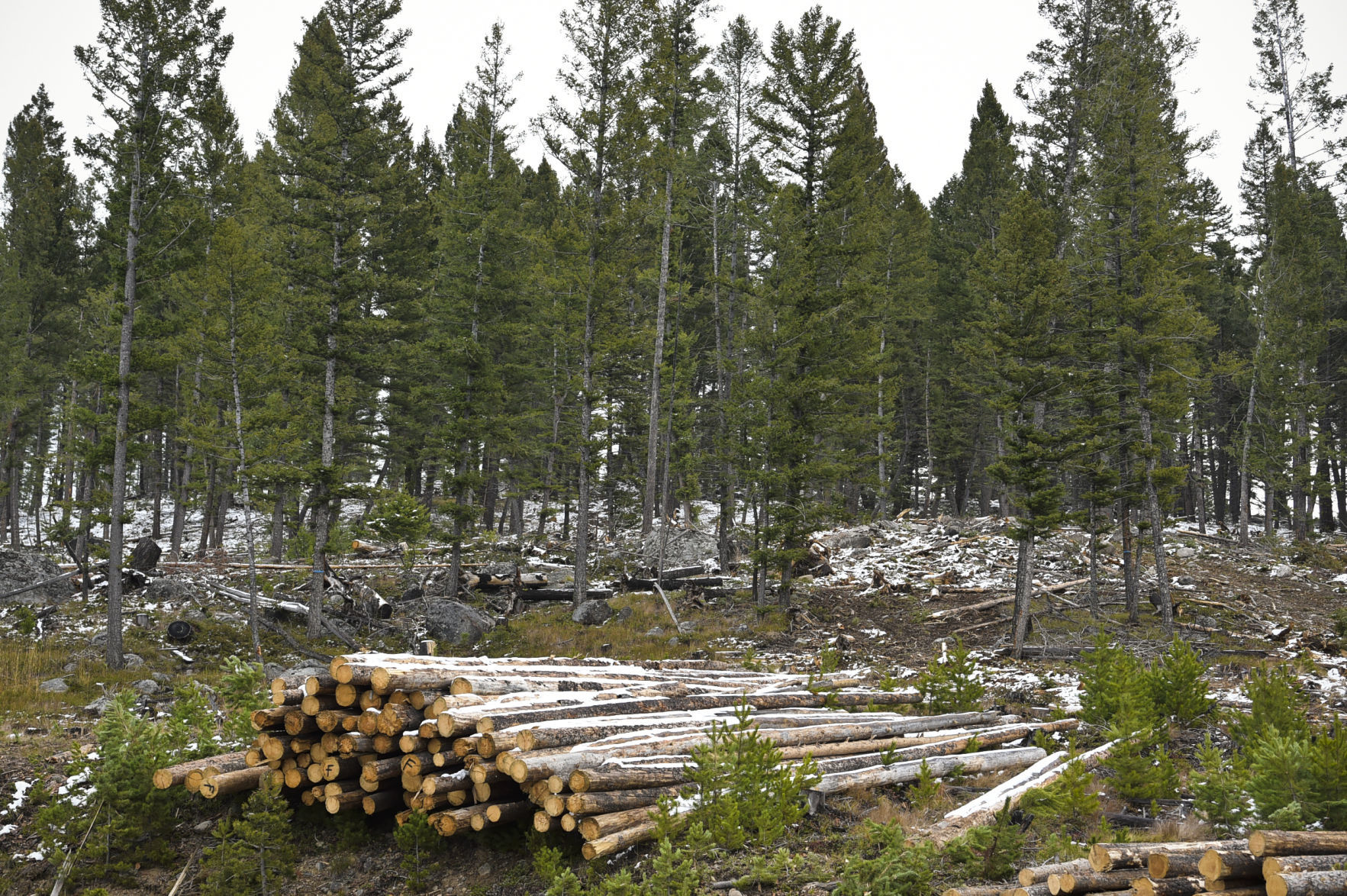 A pile of timber